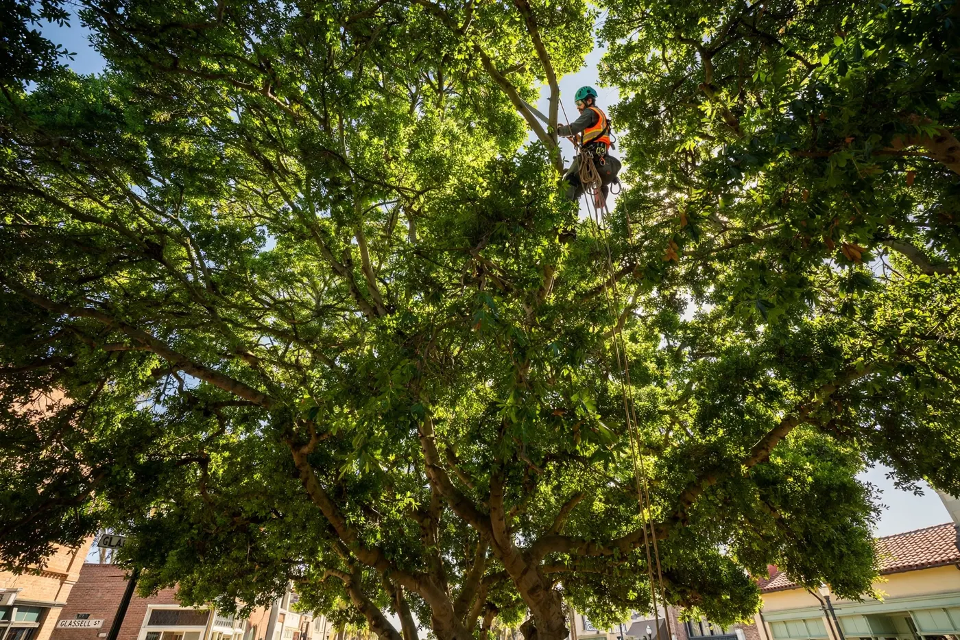 Looking up into the canopy of a mature shade tree during tree work